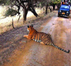 Tiger Safari in India